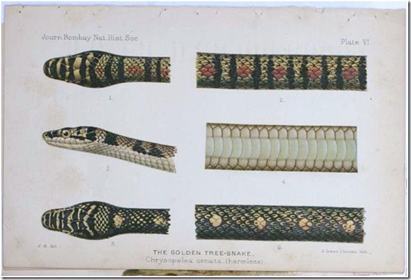 Snakes Plate from Vol 17